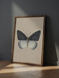 Plakat Grey Beige Butterfly – Motyl Entomologiczny Vintage | Minimalistyczna Dekoracja Ścienna