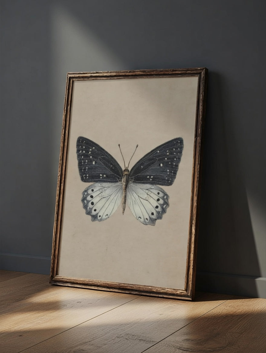 Plakat Grey Beige Butterfly – Motyl Entomologiczny Vintage | Minimalistyczna Dekoracja Ścienna