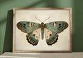 Plakat Vintage Moth – Motyl Entomologiczny na Ecru | Botanical Vintage Cottagecore Dekoracja Ścienna